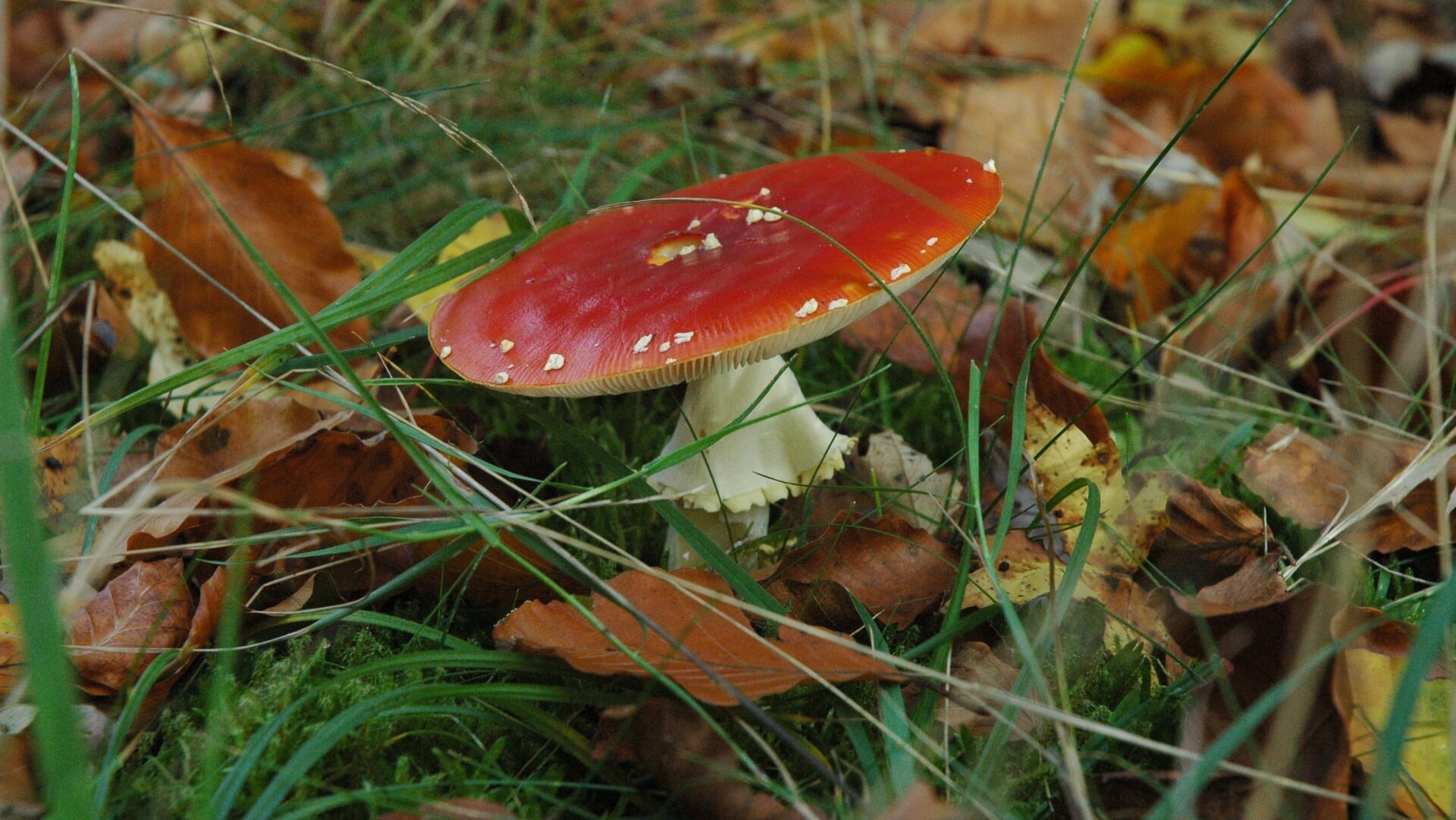 paddenstoelen